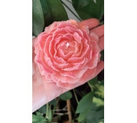 LumanariProducts